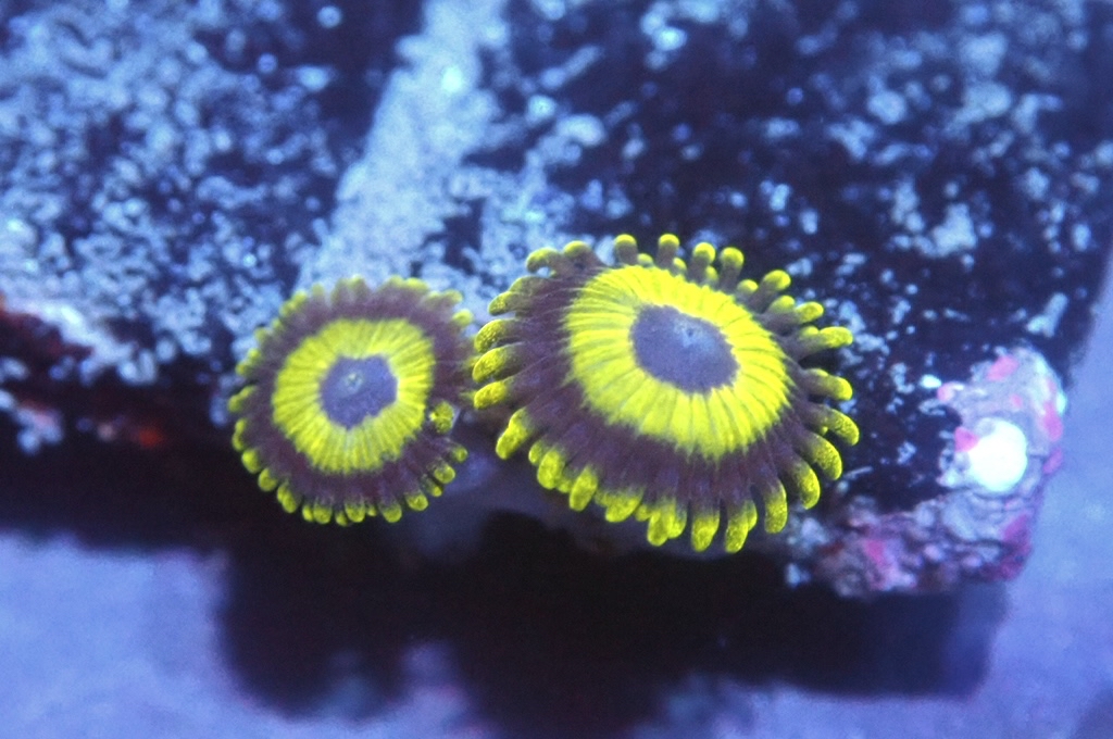 Z7 鈕扣（FRAG座2CM）