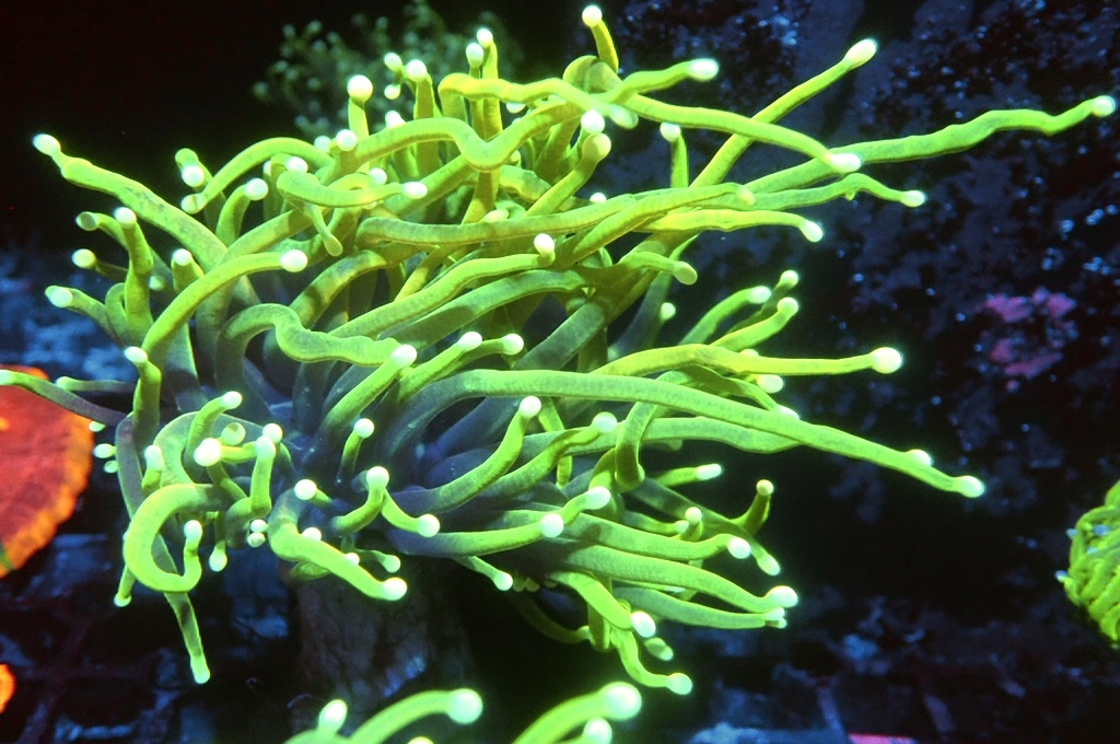 T15 火柴（開大約3.5吋）