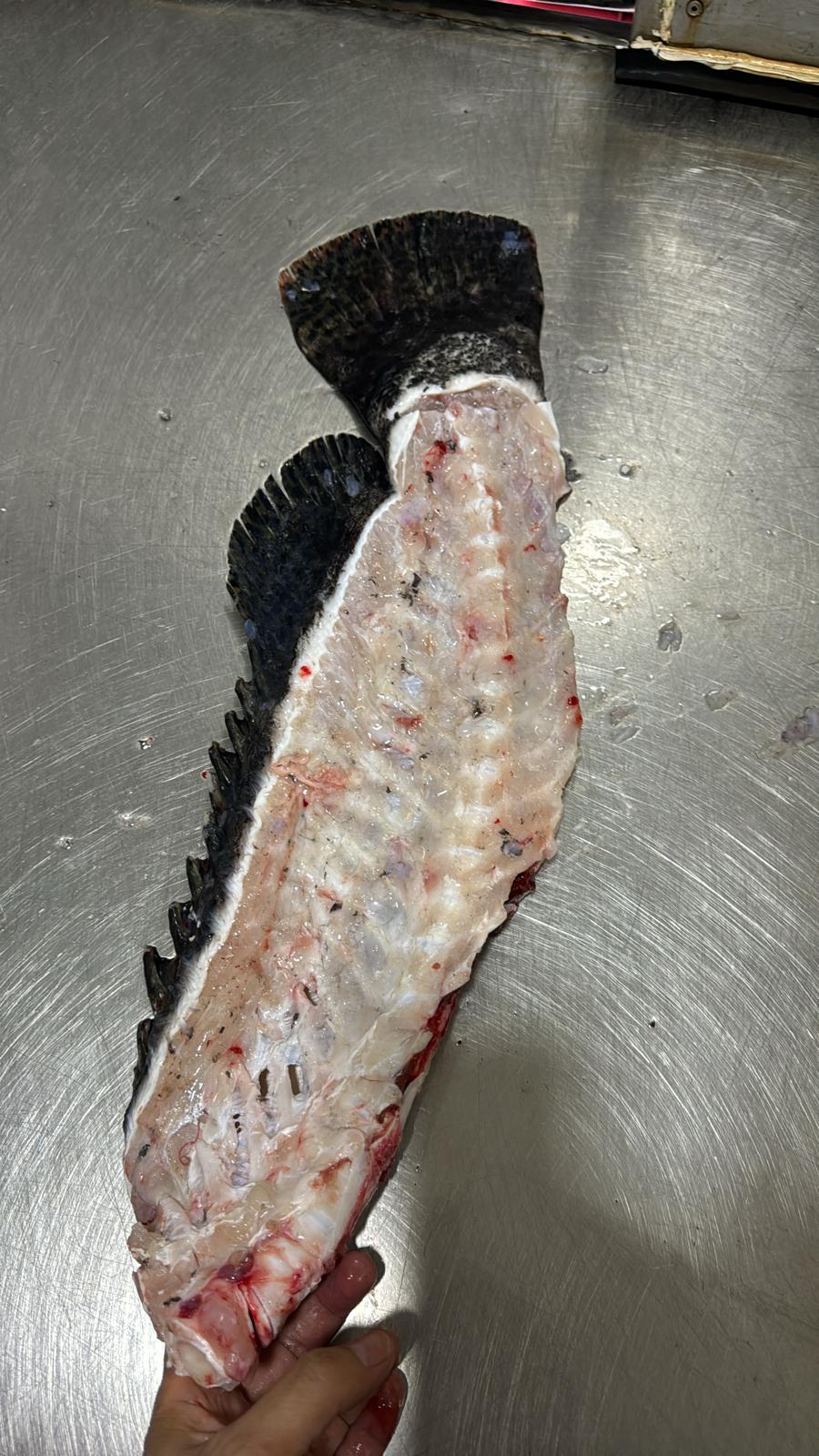 大龍躉魚骨（已斬件)