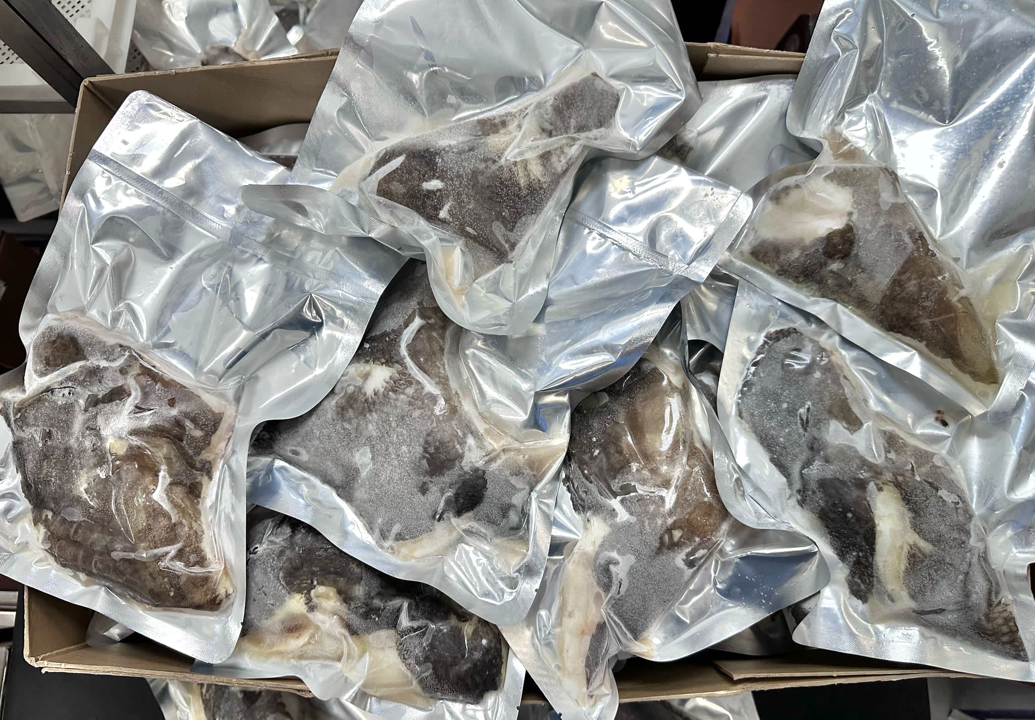 南極犬牙魚魚鮫肉🐟😋