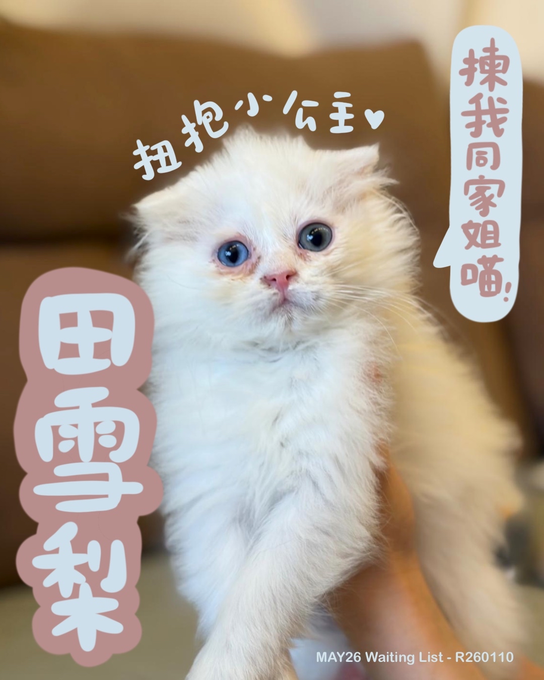 助養田雪梨｜指定助養貓咪 Special Plan ｜貓站每月助養計畫