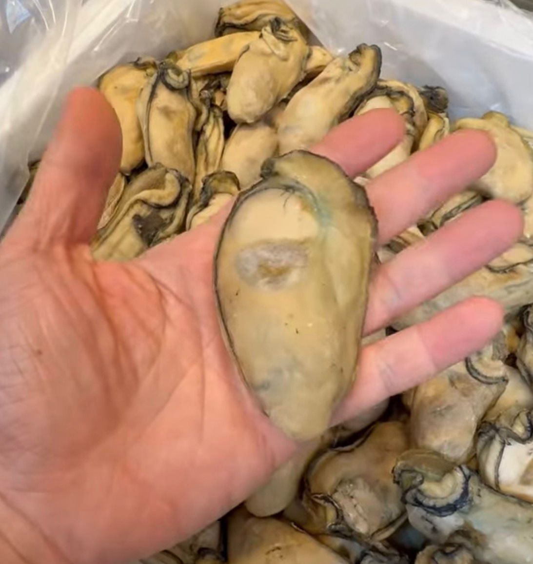 生曬大大金蠔250g（9-11隻）