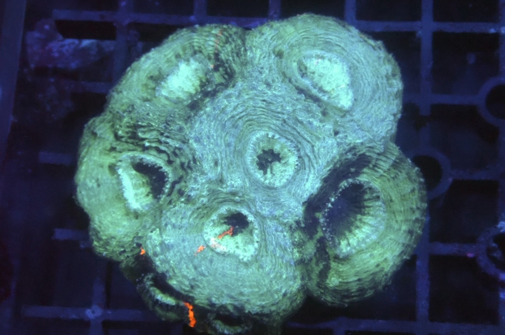 GG2 菊腦（開大約2.5吋）