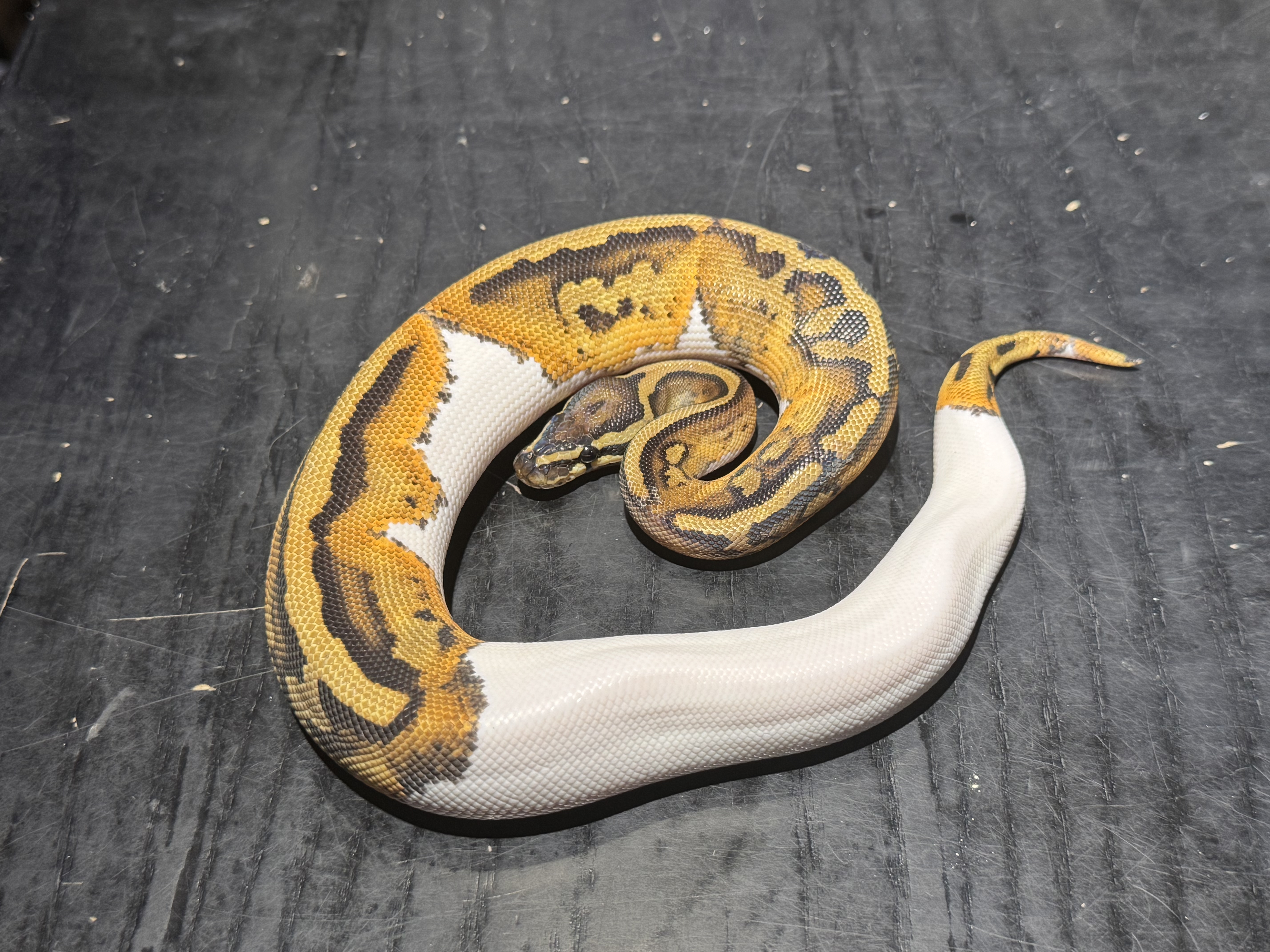 25 Pied 1.0