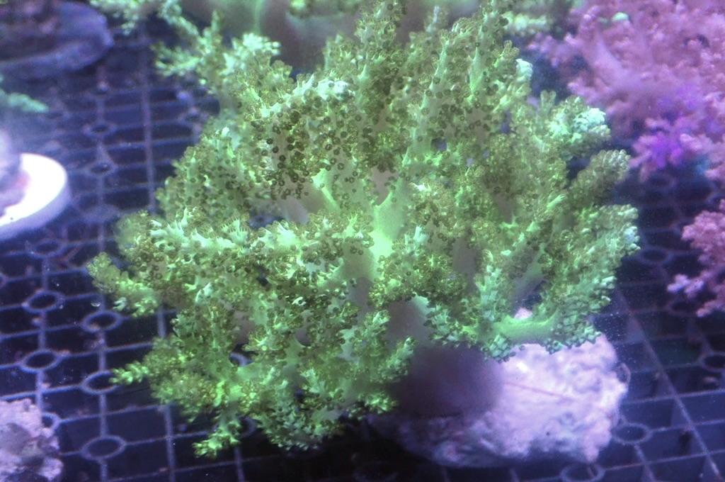 Tree 8 大綠樹（開大約5.5吋）