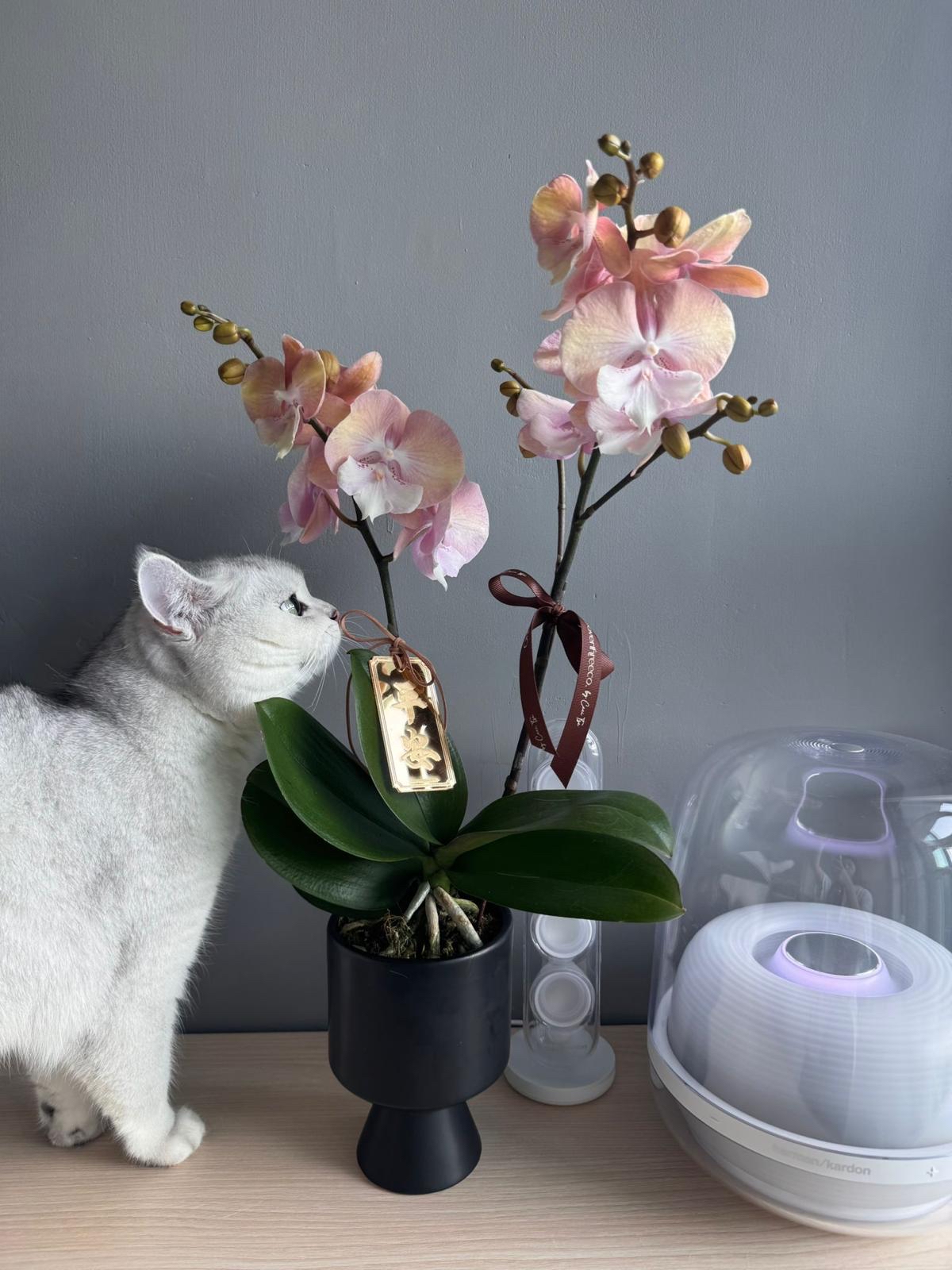 蝴蝶蘭 兩菖 黑盤 (第5批 10-13/2取花)