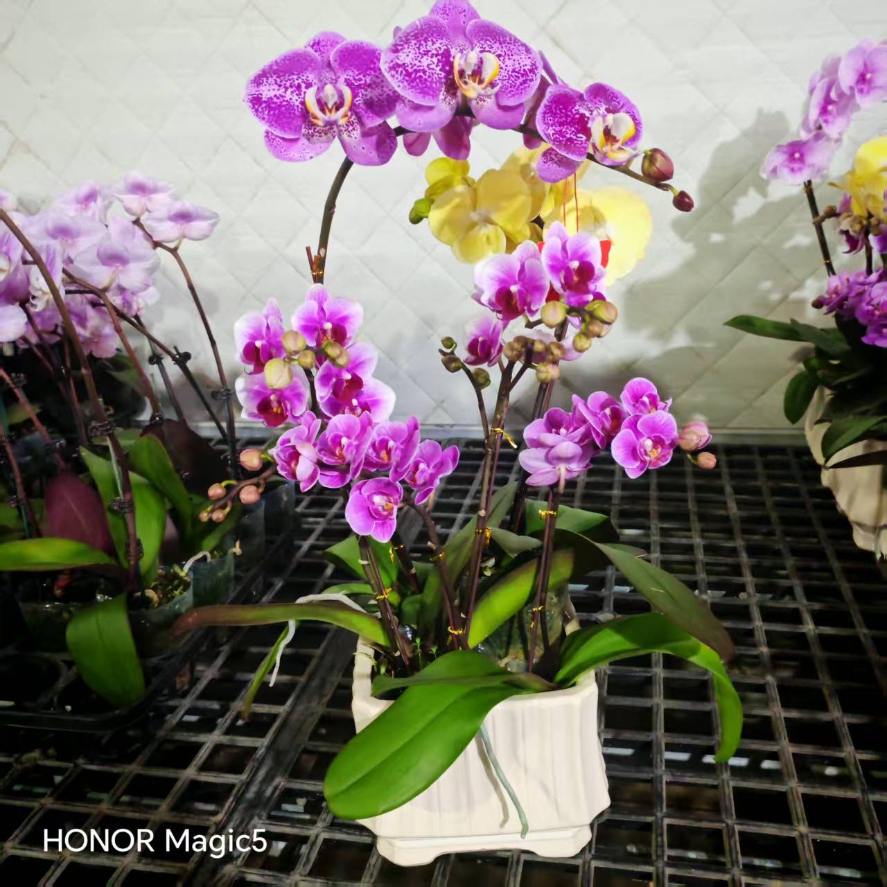 超特價拼色砌盤蘭花（隨機發貨）