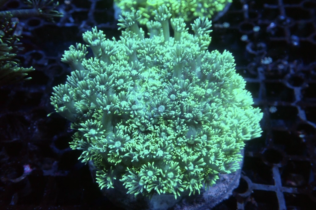 GF10 寶石花（開約4.5吋）