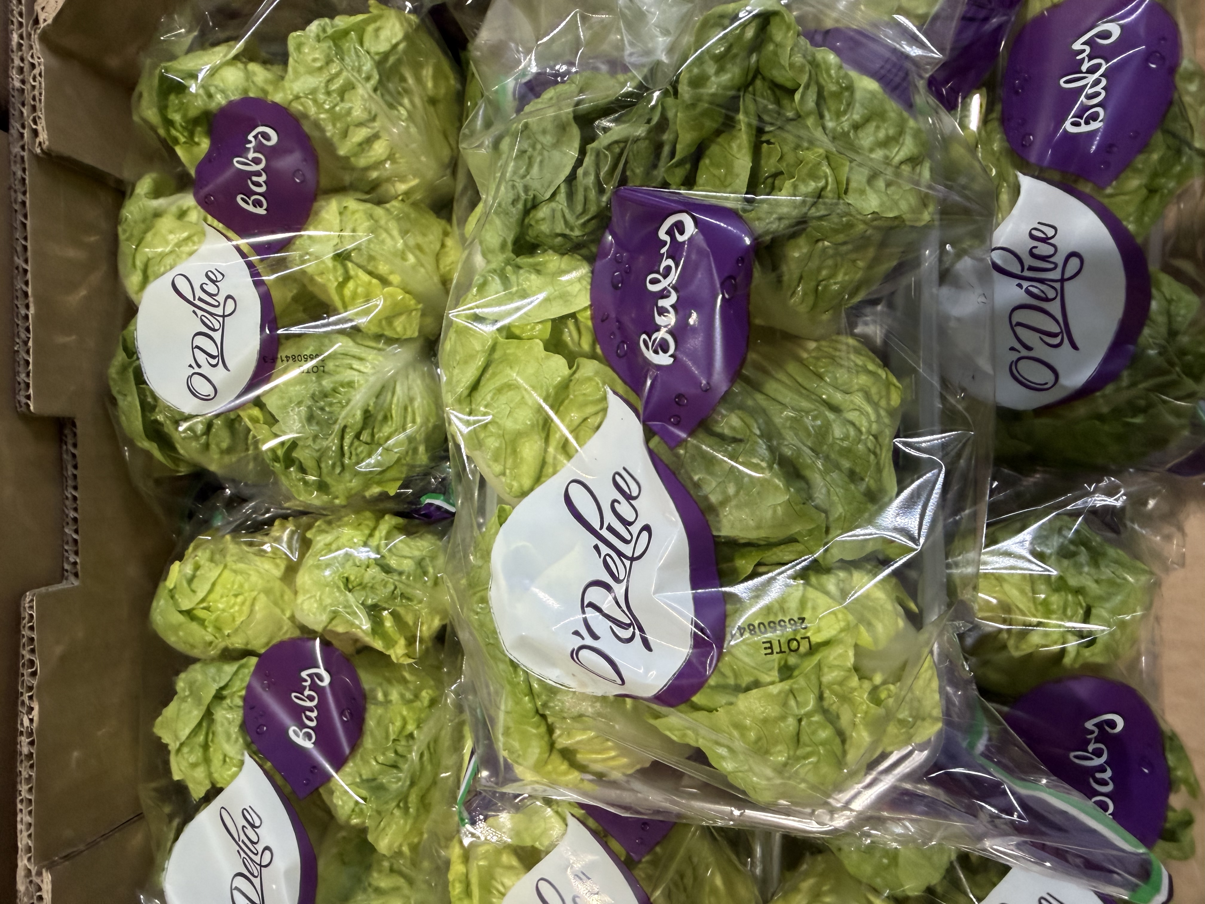 西班牙羅馬生菜心 Spain LittleGemHeart 6pieces ±600g 