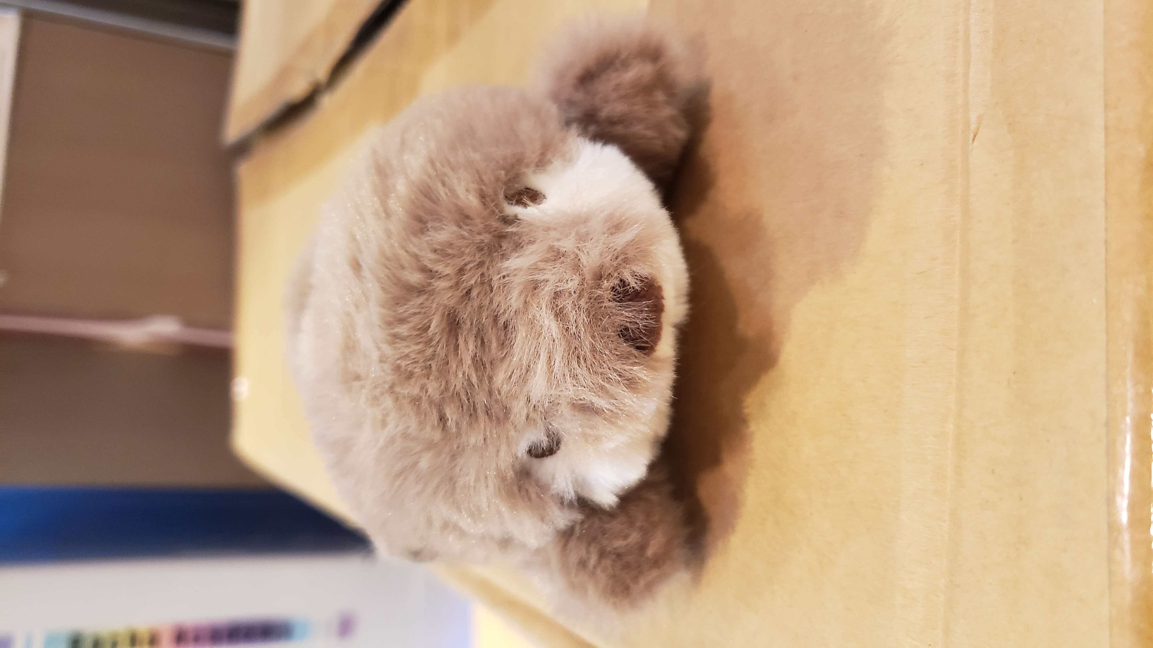 水瀨豆豆細公仔（47113-33）