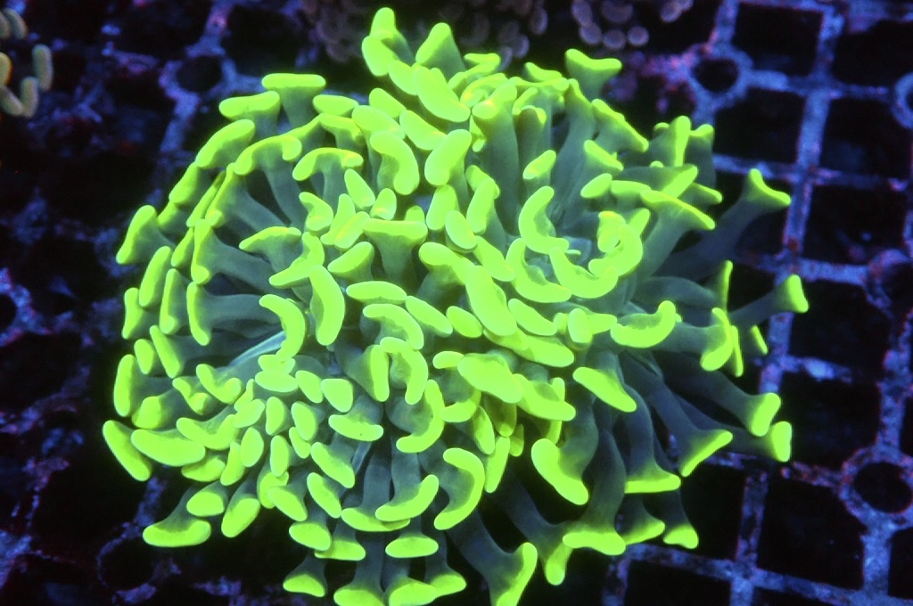 H28 超螢光綠豬腰（開大約2.5吋）