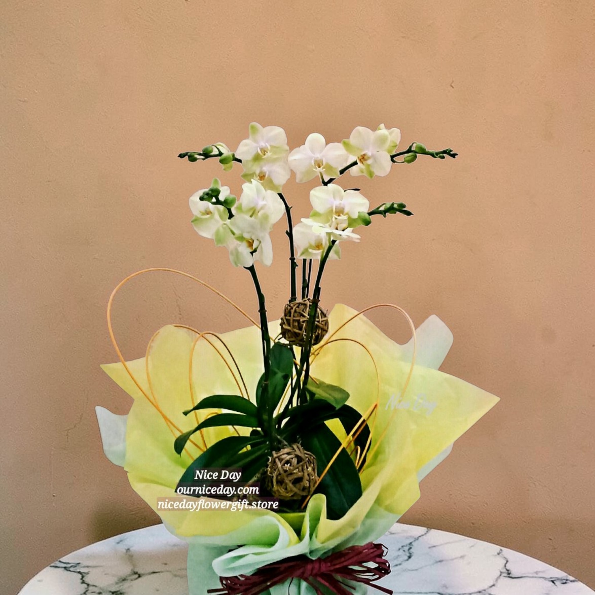 BO03 蝴蝶蘭枱花