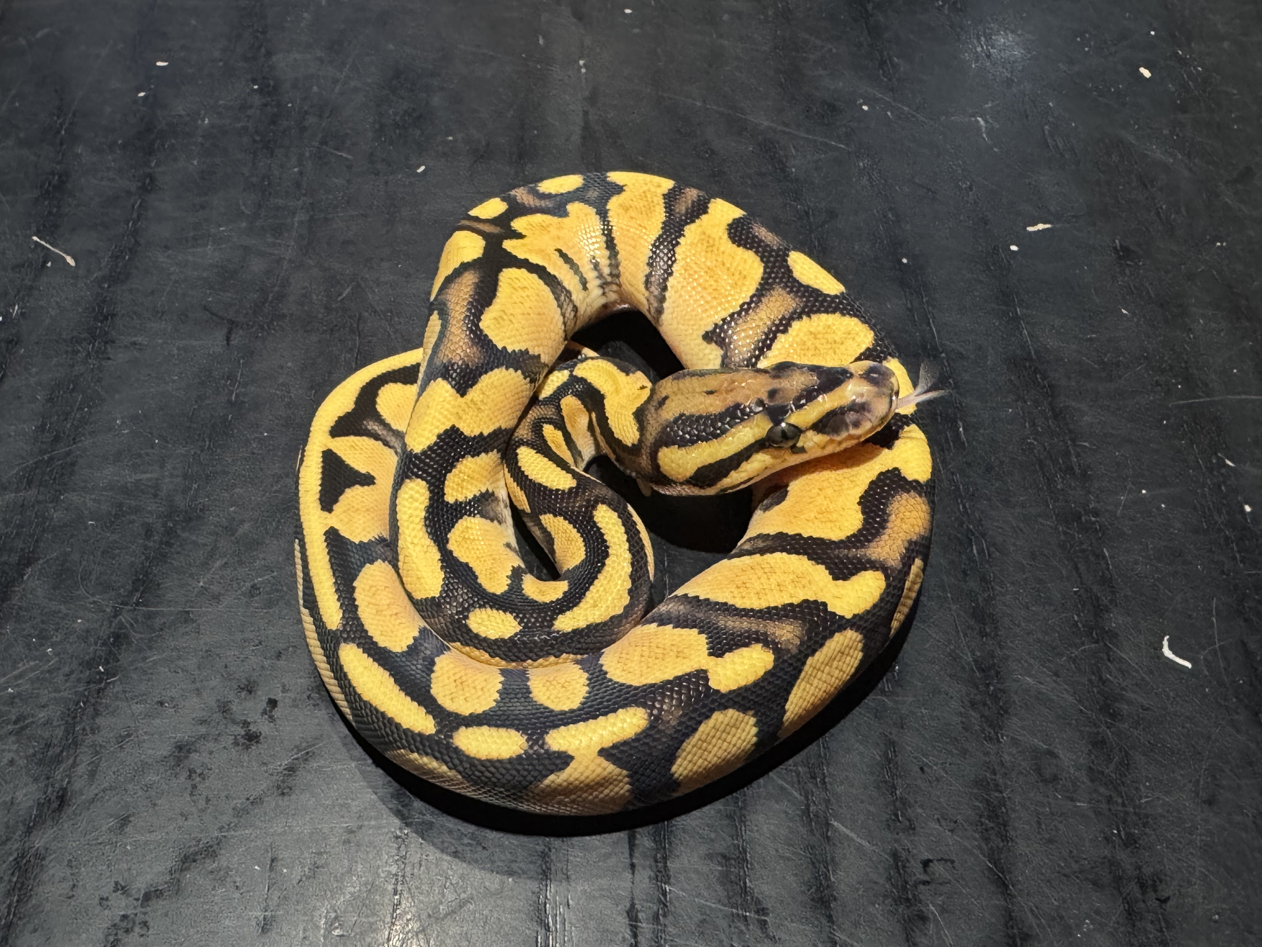 26 Super Orange Dream 0.1