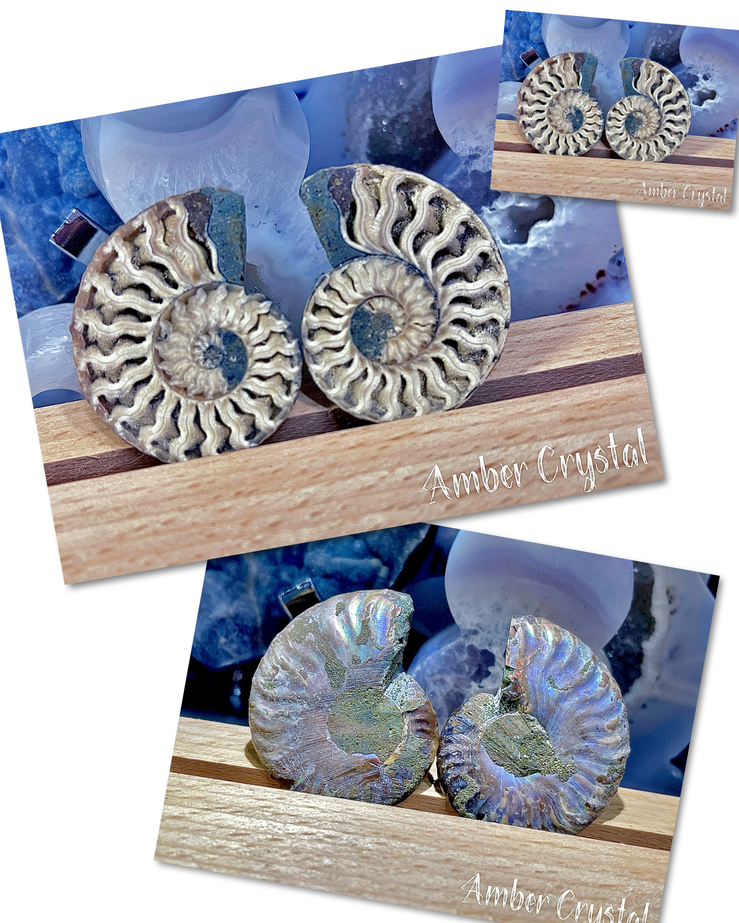 斑彩螺Ammonite 