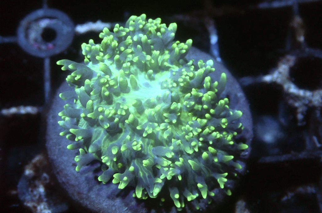 M8 菇（frag座3.5cm)