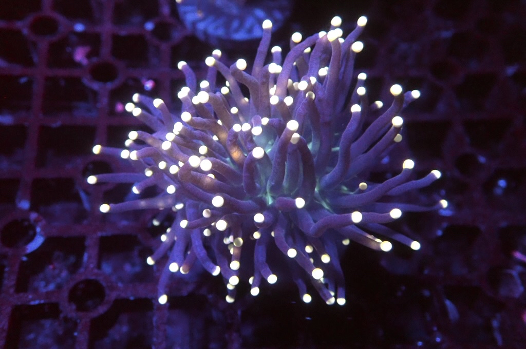 T2 黃點綠底黑火柴（開大約2.5吋）