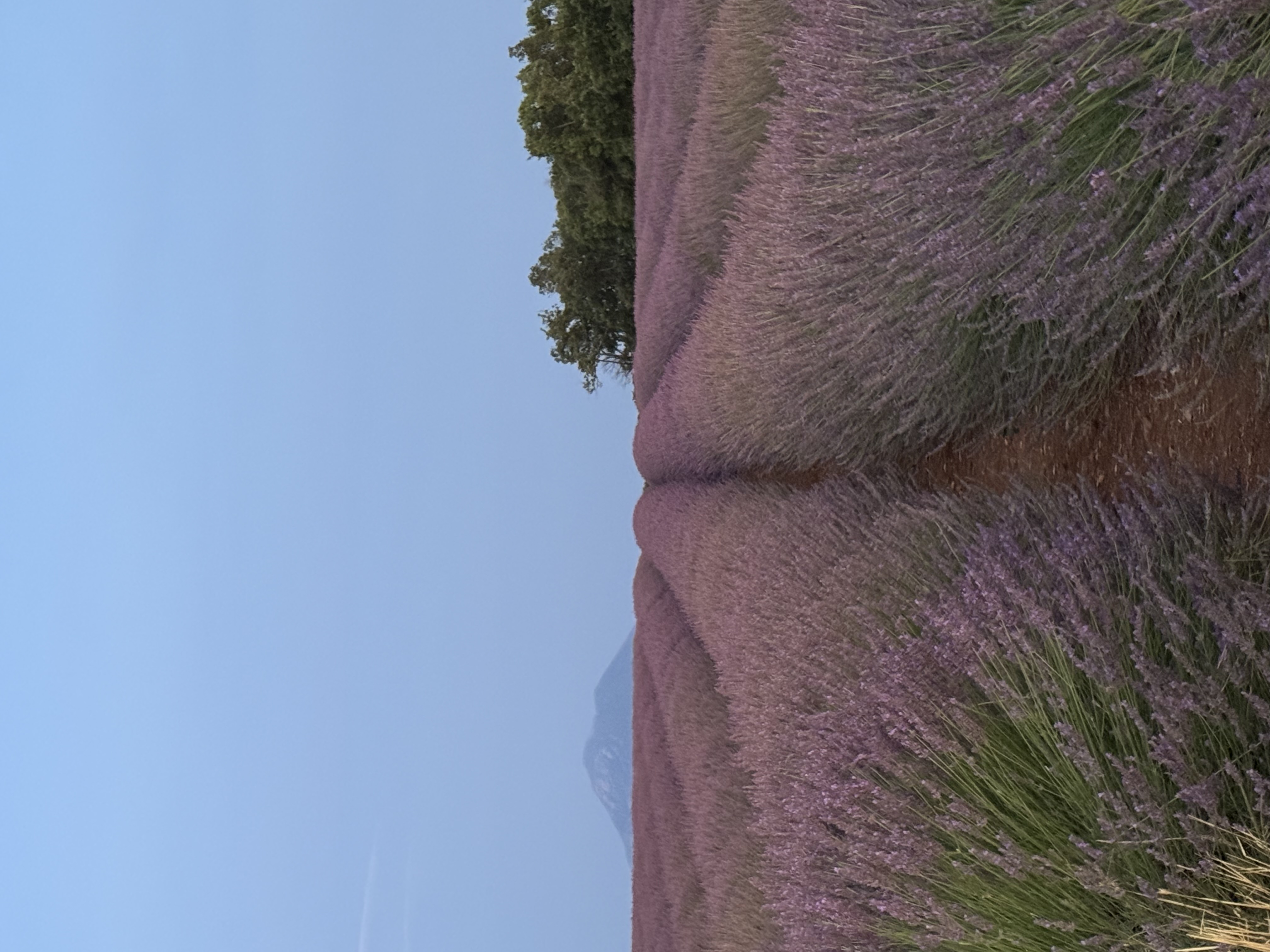 Mobile image