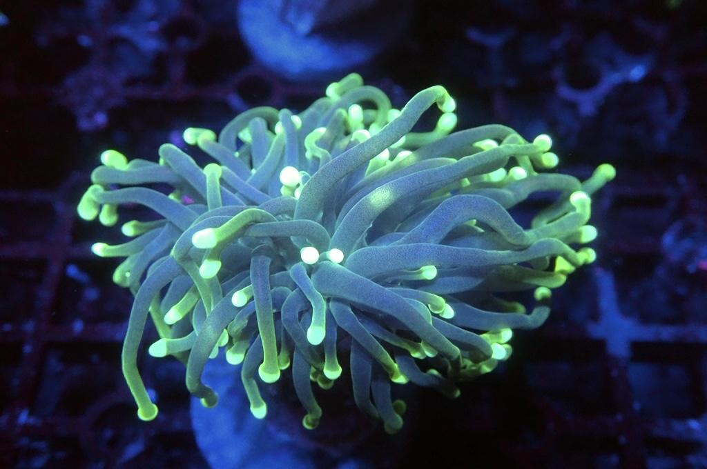 T13 火柴（開大約2.5吋）