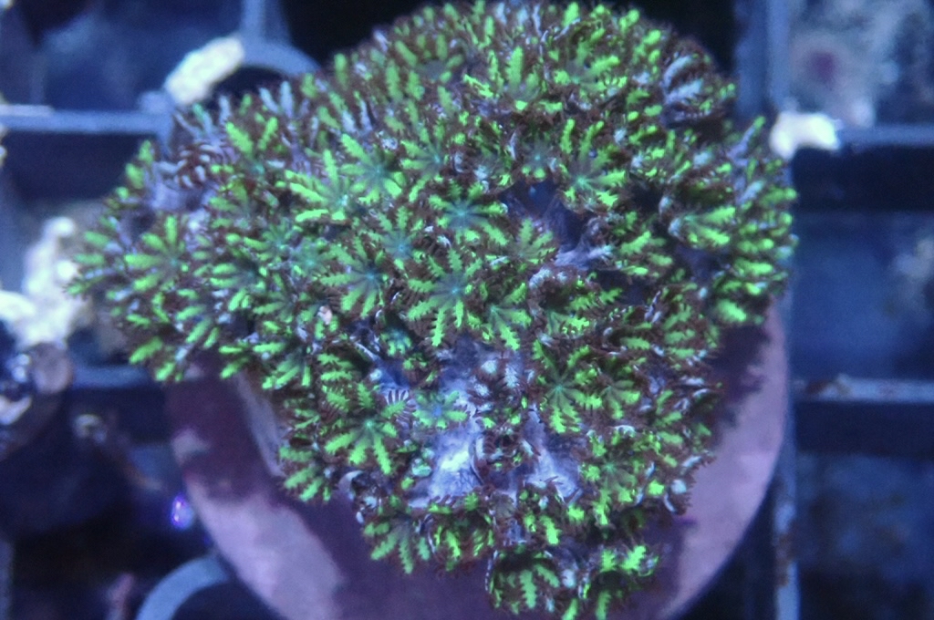 GB2 細種星花 （frag座3.5cm）