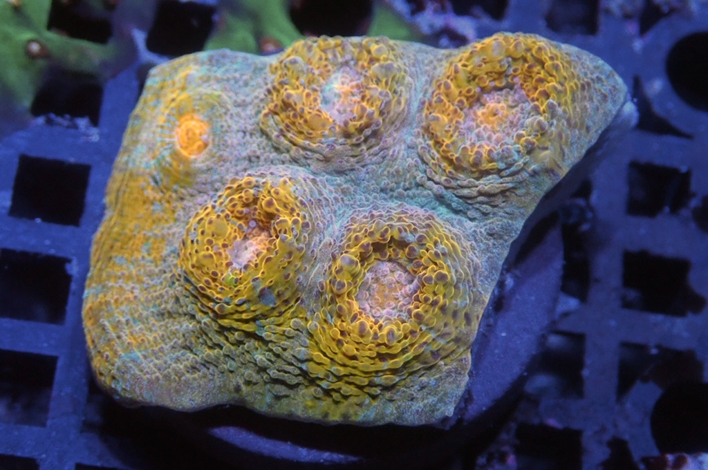 N19（開大約1.5吋）