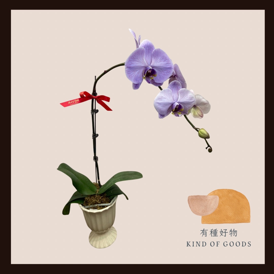粉紫色蝴蝶蘭