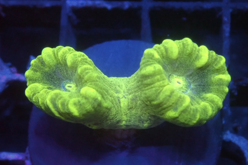 CC3 分支腦（frag座3.5cm)