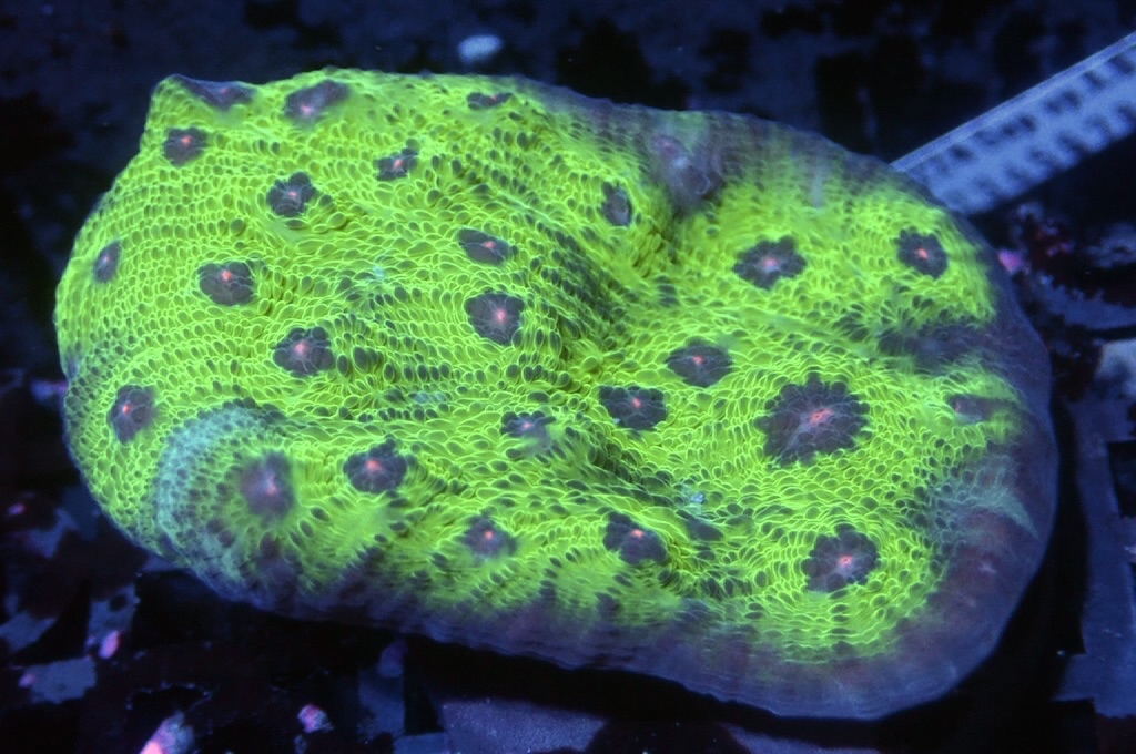 N16（開大約1.5吋）