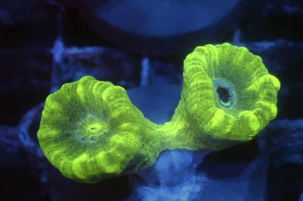 CC7 分支腦（frag座3.5cm)