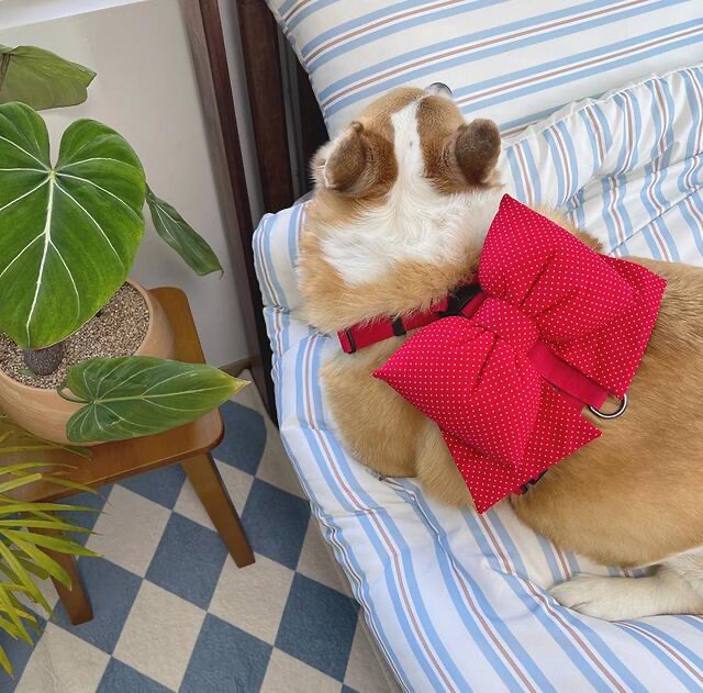 韓國🇰🇷 handmade 蝴蝶結Harness