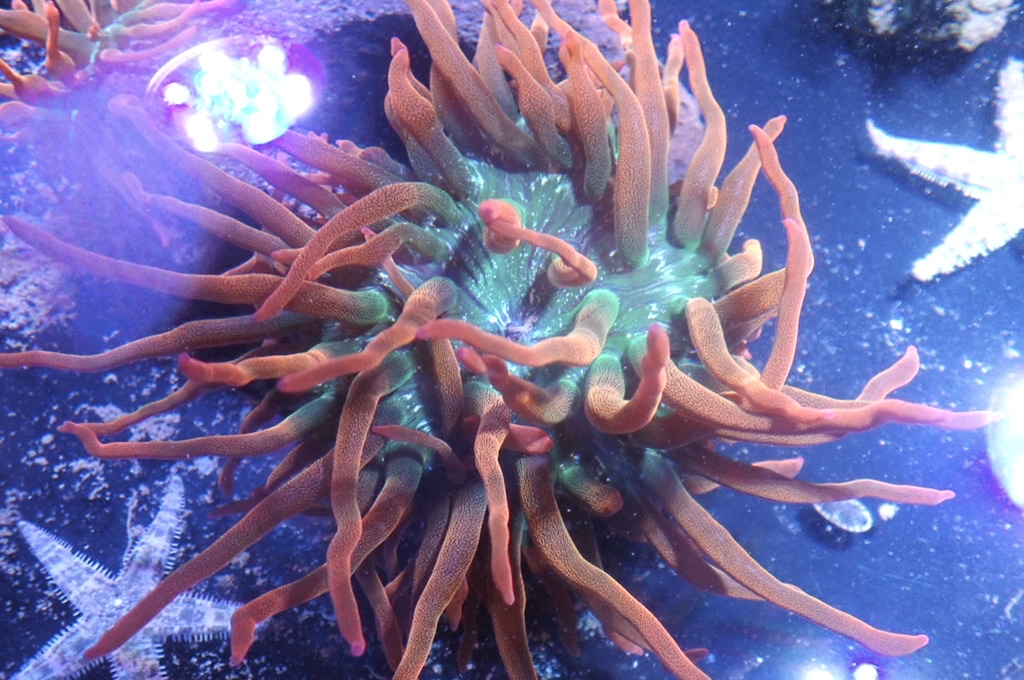 RB2 綠底紅奶嘴葵（開大約4.5吋）