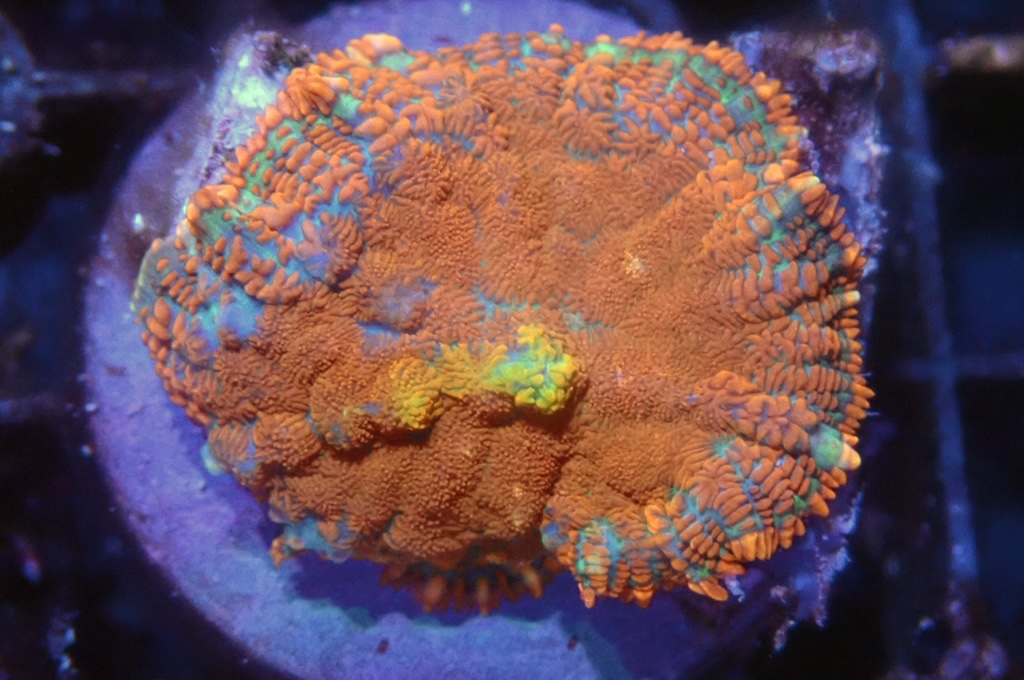 M1 菇（frag座3.5cm)