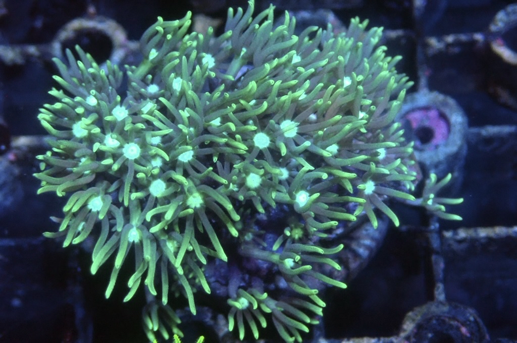 Green 7  綠草皮（開大約1.5吋）