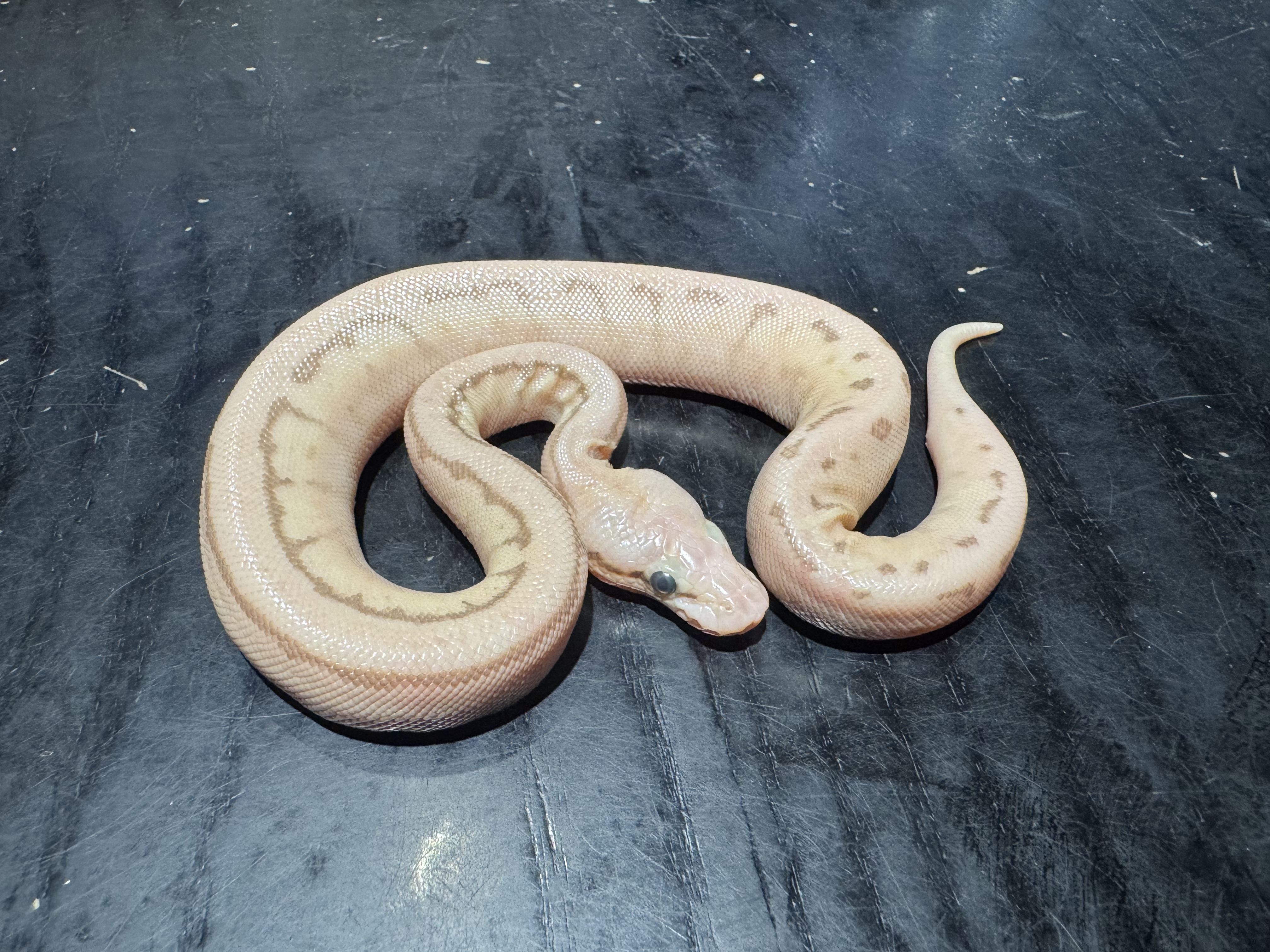 26 Pastel Fire Butter Leopard Pinstripe 0.1