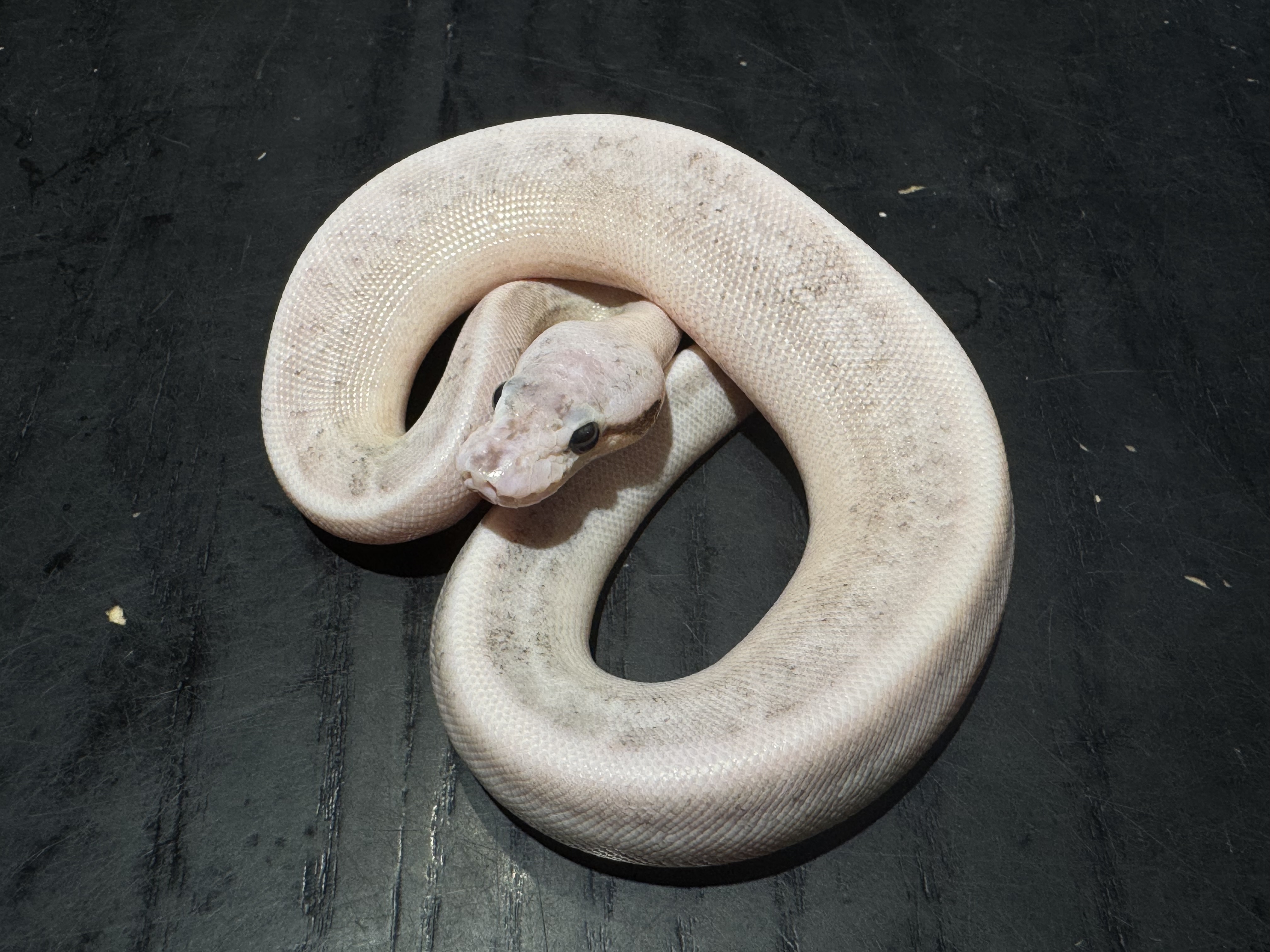 26 Pastel Spark Super Cinnamon het Genetic Steipe 0.1