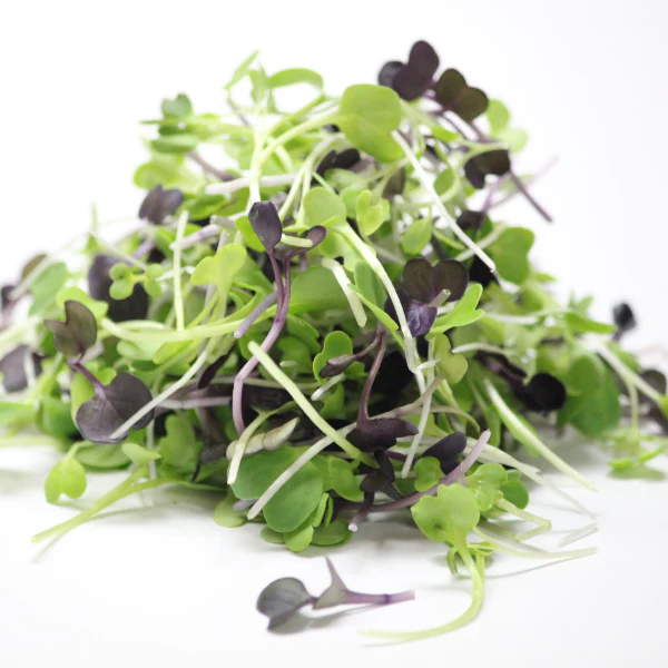 💧荷蘭 微型蔬菜 Holland Koppert Cress Shiso Mix Microgreens