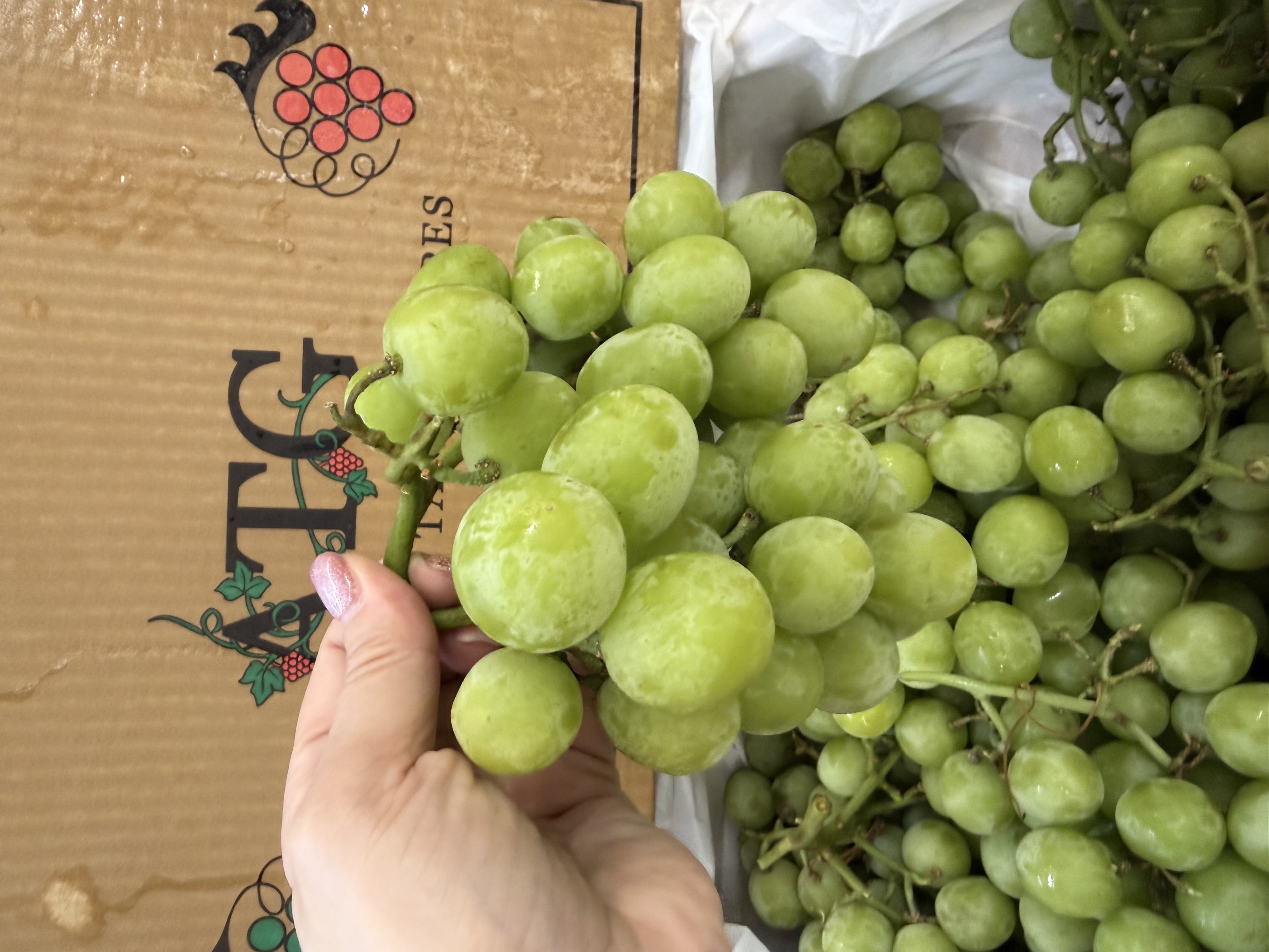 澳州 ATG 大大粒波子青提 Australia Seedless Grape Green 2磅Lbs