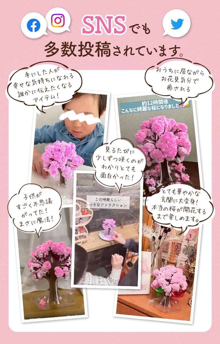 日本 KOKUBO Magic Sakura 魔法櫻花