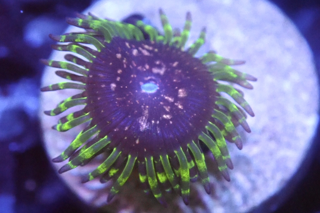 Z4 鈕扣（frag座2cm)