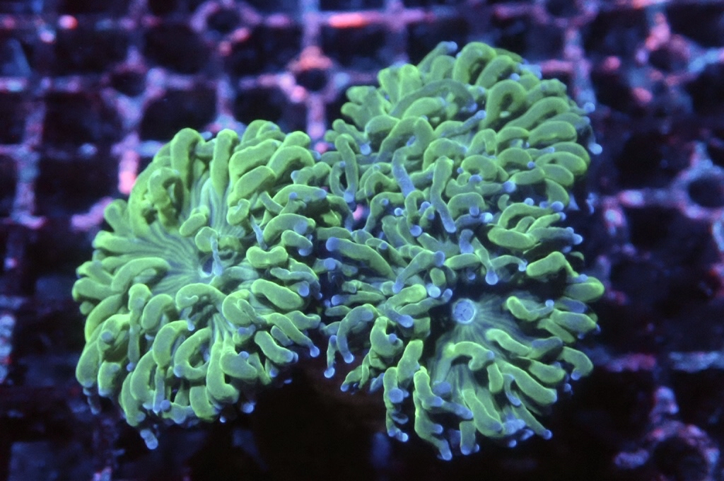 T15 藍點綠火柴（開大約3.5吋）