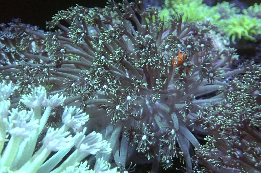 GF5  寶石花（開大約5.5吋）