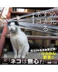 貓寫真 - 22775