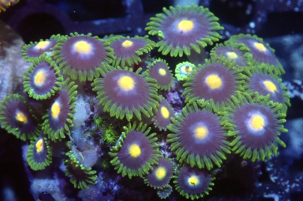 Z20 鈕扣（FRAG座2CM）