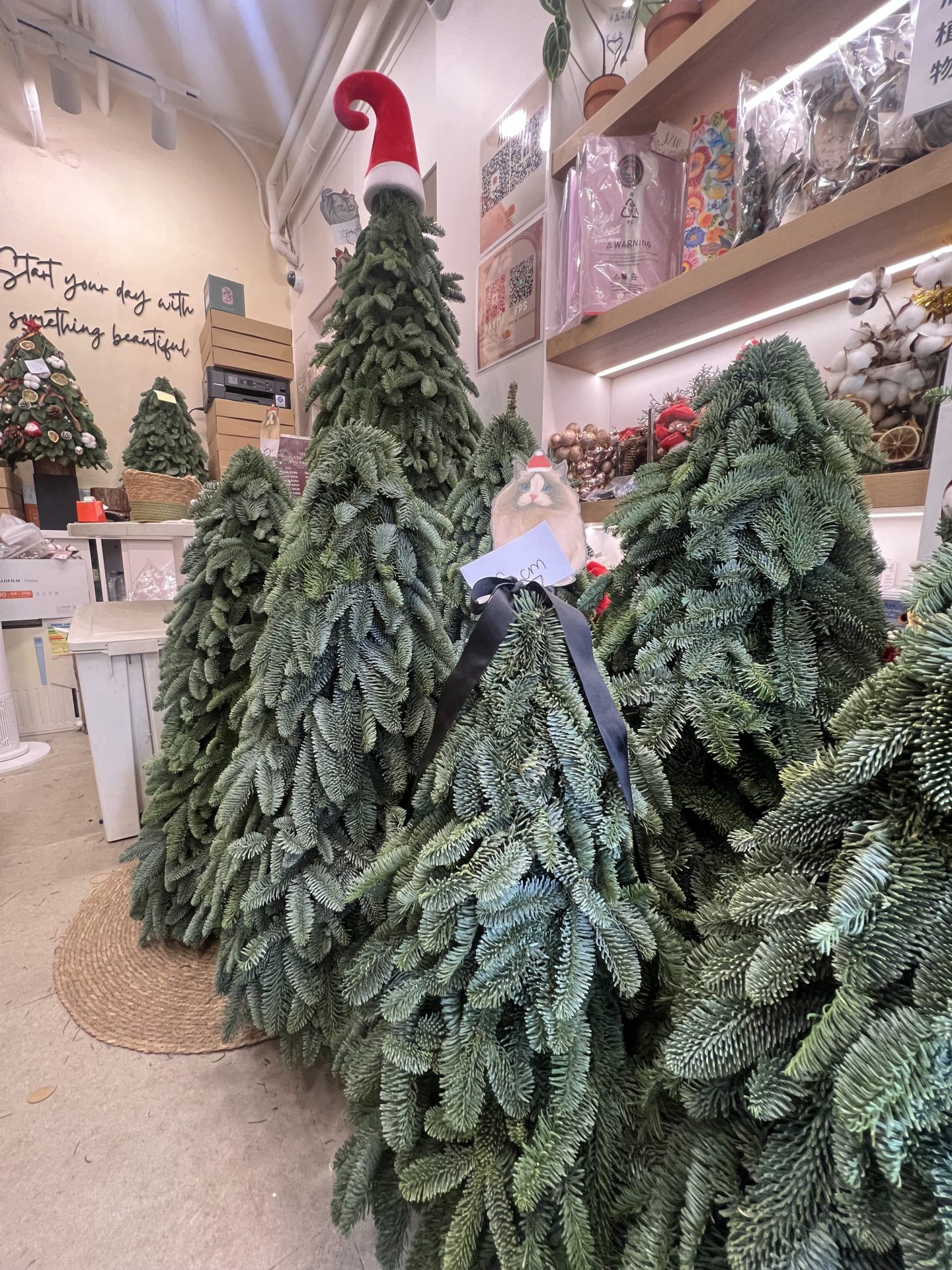 手工製貴族松聖誕樹80cm