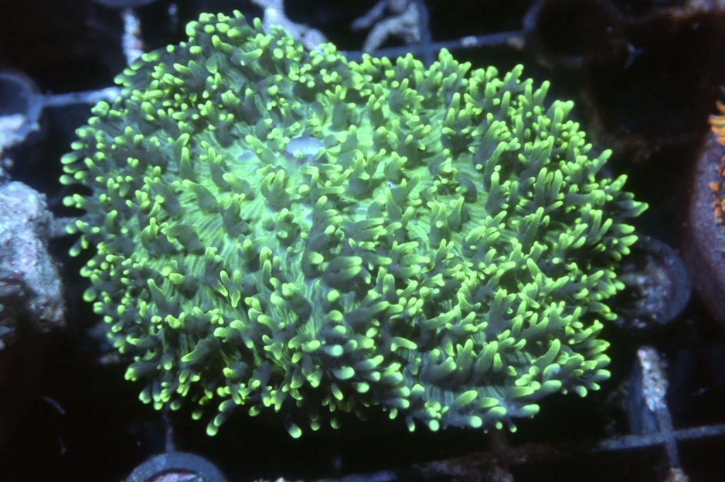 M9 菇（frag座3.5cm)