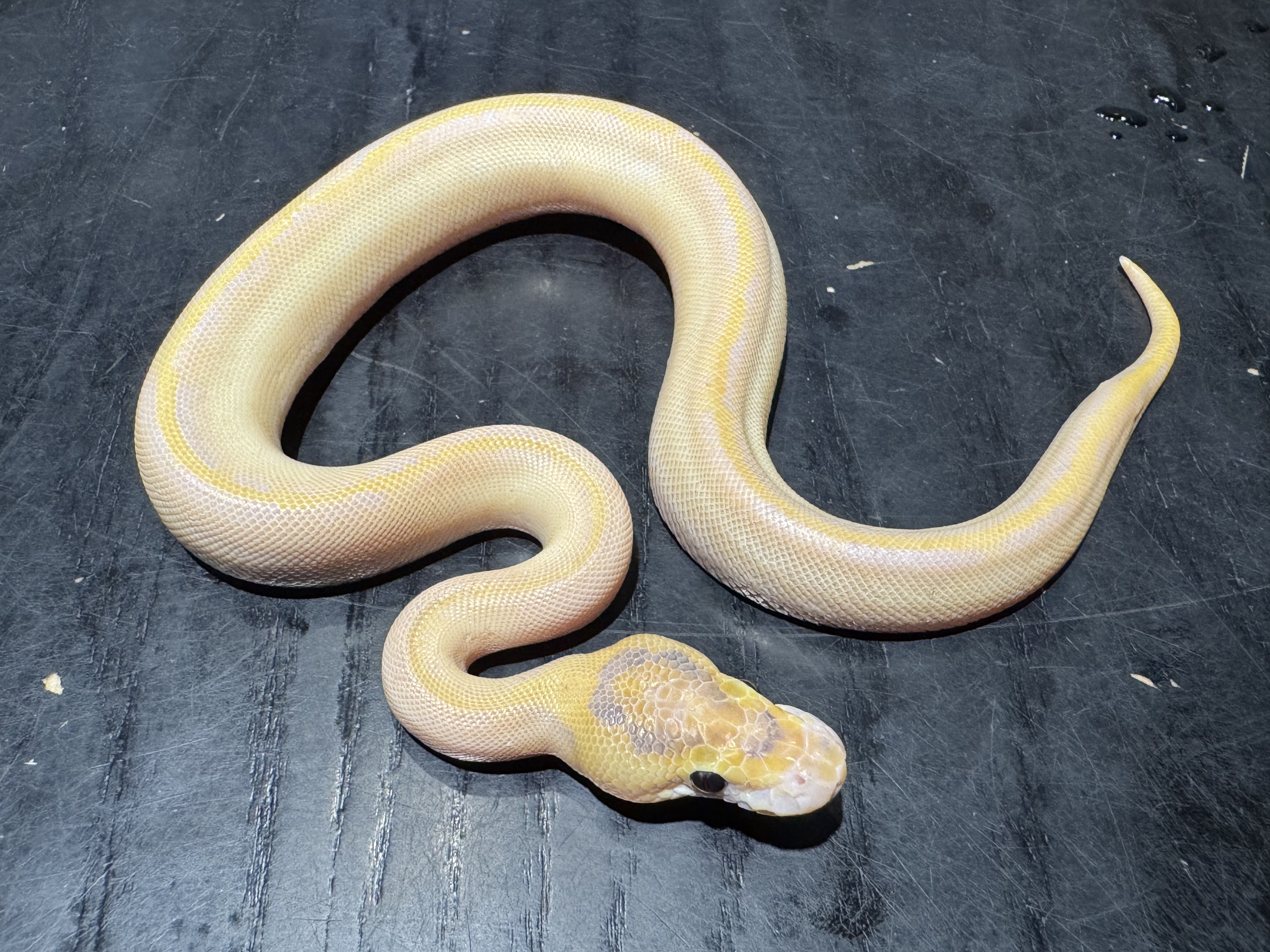 26 Pastel Enchi Ivory 0.1