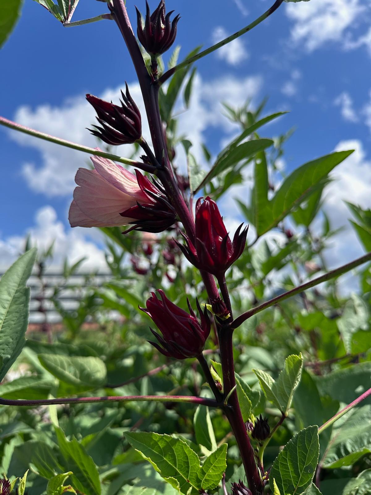 洛神花蜜餞(酵素種植)