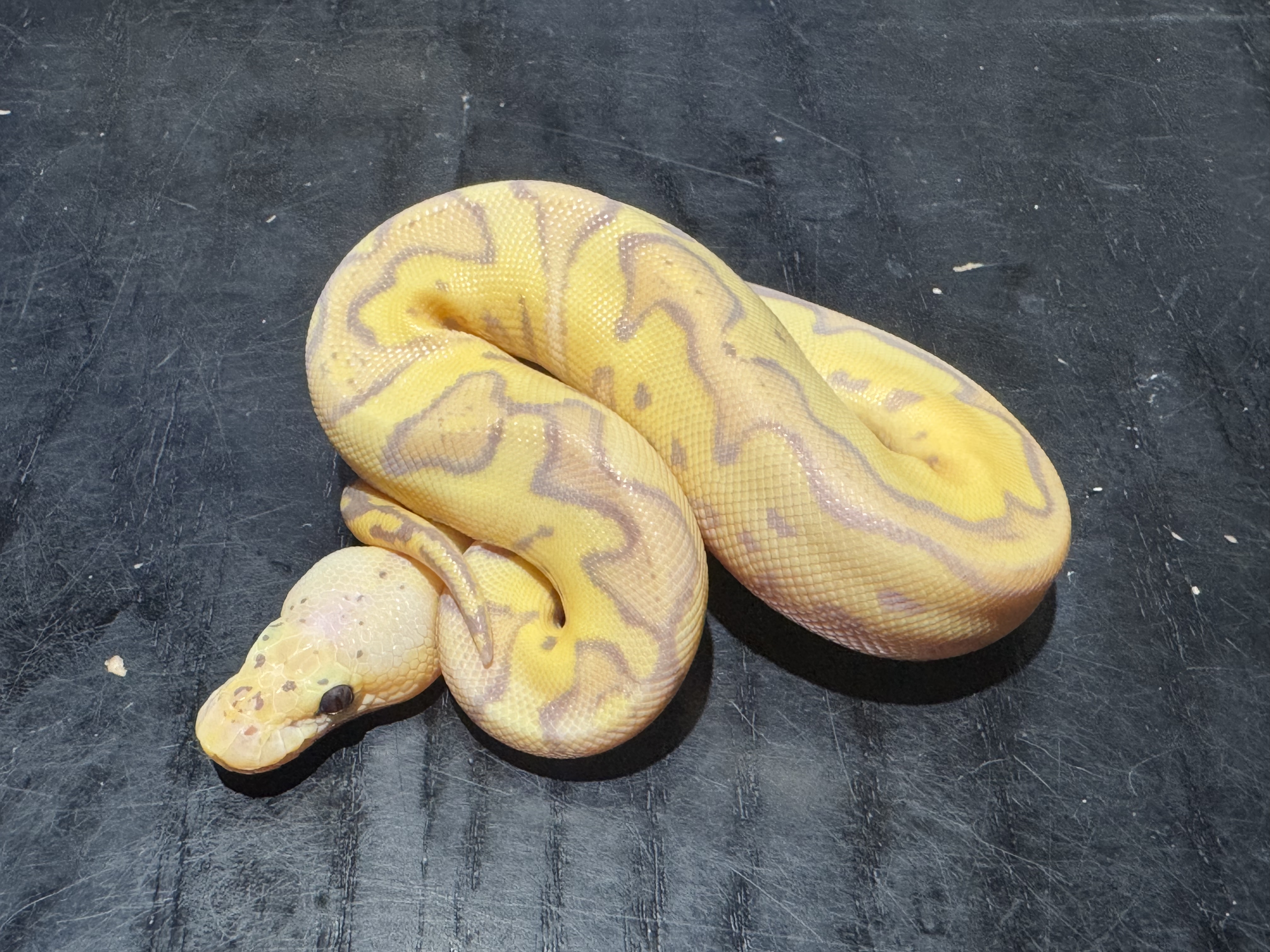 26 Pastel Banana Clown 0.1