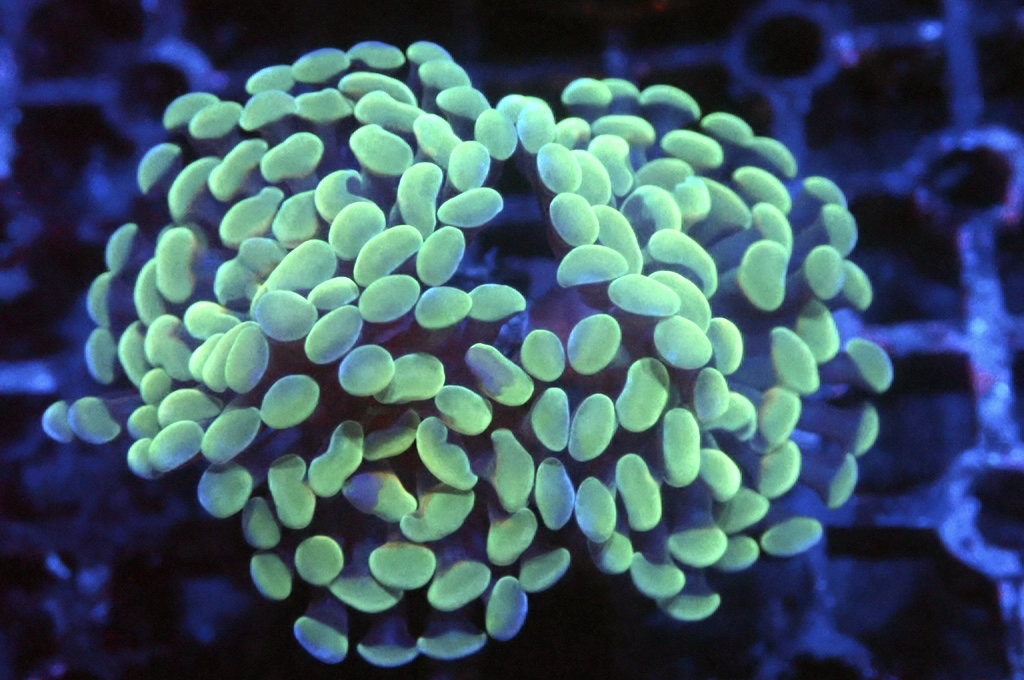 H9 豬腰（開大約2.5吋）