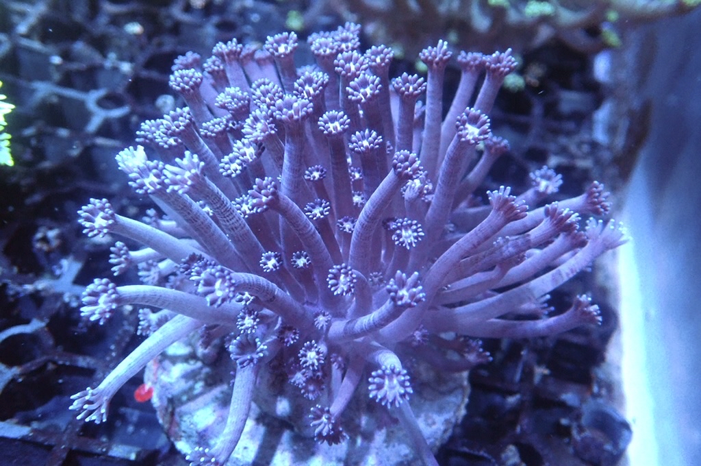 GF1 寶石花 （開大約3吋）