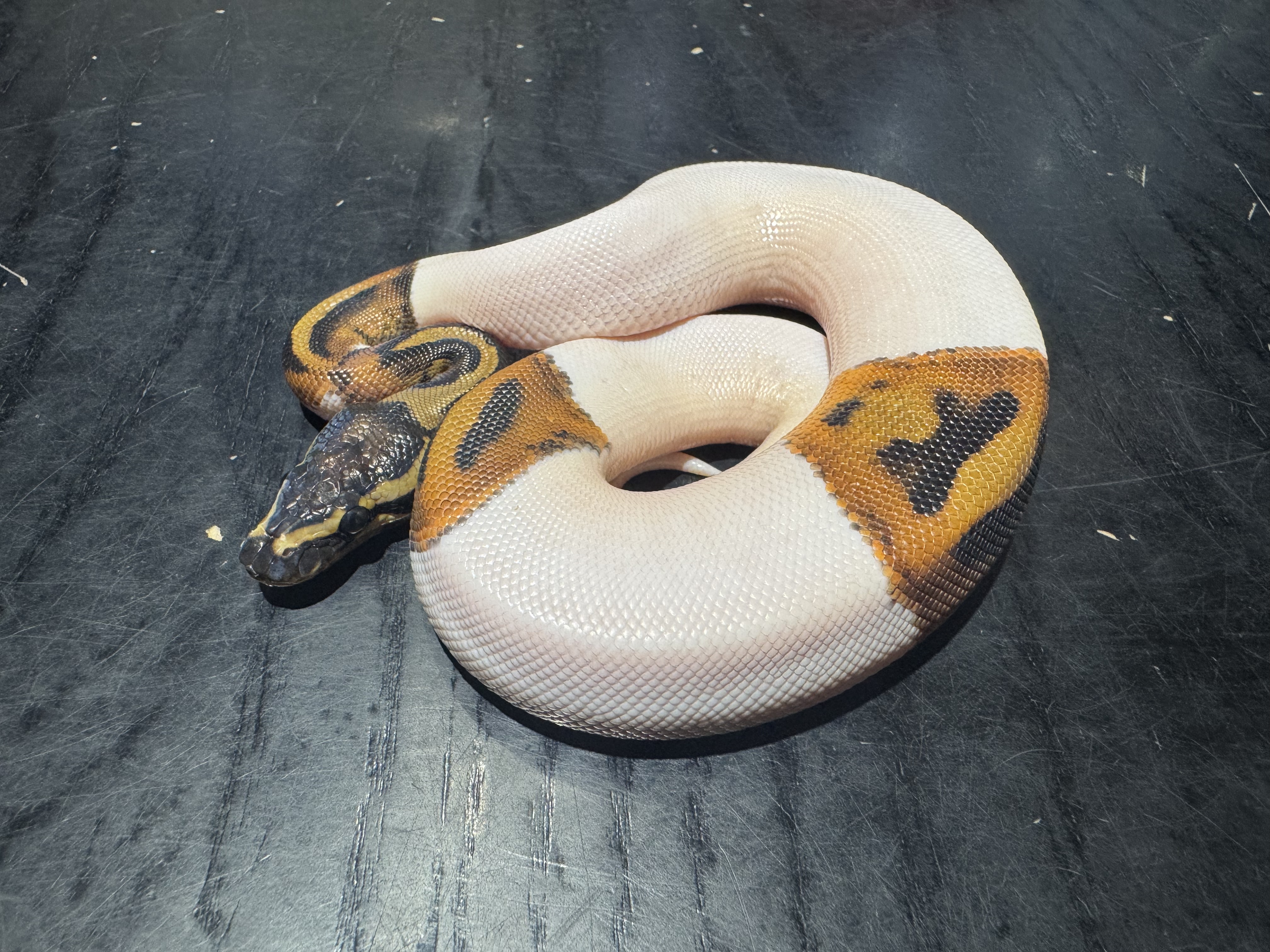 26 Pied 1.0